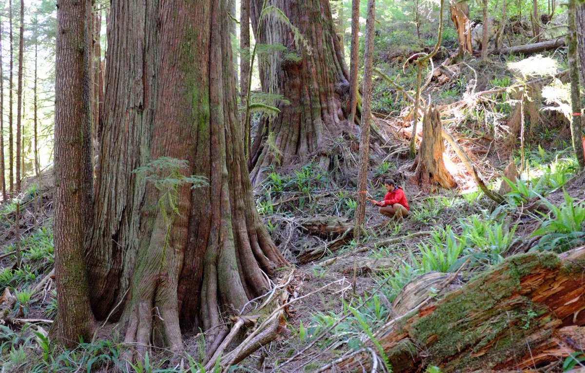 wildernews's tweet image. Woohoo! 80% of delegates at UBCM convention voted to oppose #oldgrowth logging. Read our take: wildernesscommittee.org/victoria/press… #WalbranValley