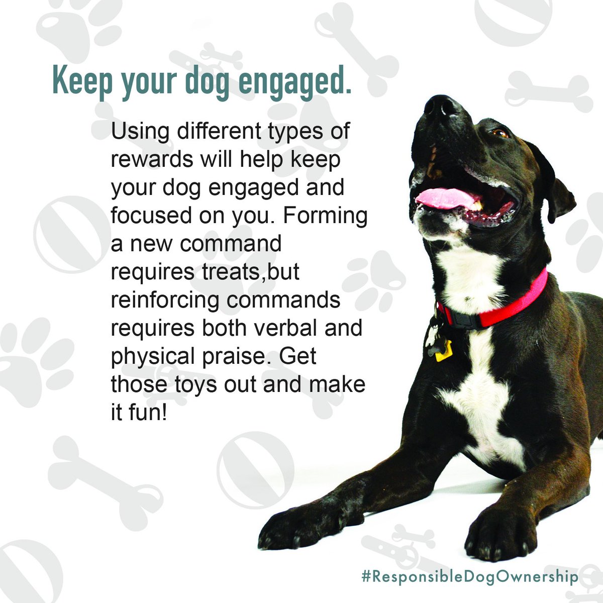 PetPartnersLLC's tweet image. Keep your #dog engaged and make learning new commands fun! #ResponsibleDogOwnershipMonth
