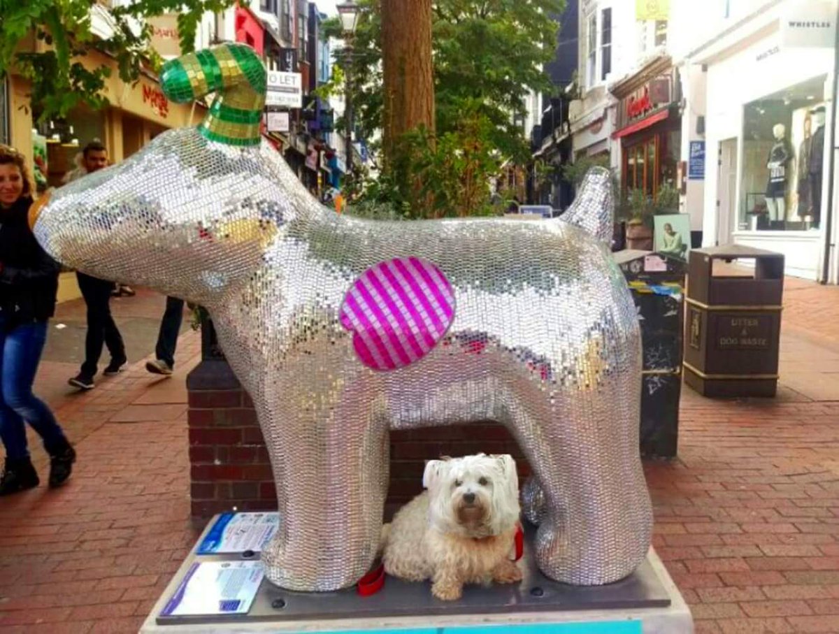 StarlettCrowley's tweet photo. @DiscoDogBTS  🇷 🇴 🇨 🇰 🇸 🌟 https://t.co/lH31icmaEl
