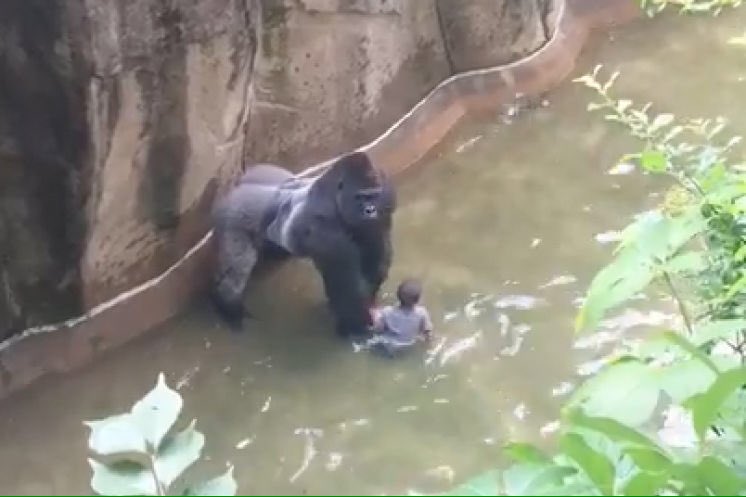 PEOPLEOFMEMPHIS's tweet image. GONE TOO SOON #HARAMBE