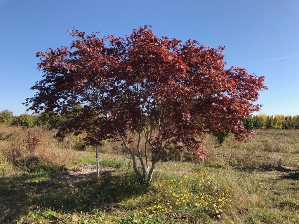 Shadelandscape's tweet photo. In Oregon picking out specimen trees for next year and came across this beauty.
#bloodgood #maple #trees #landscape https://t.co/5CUch63gbA