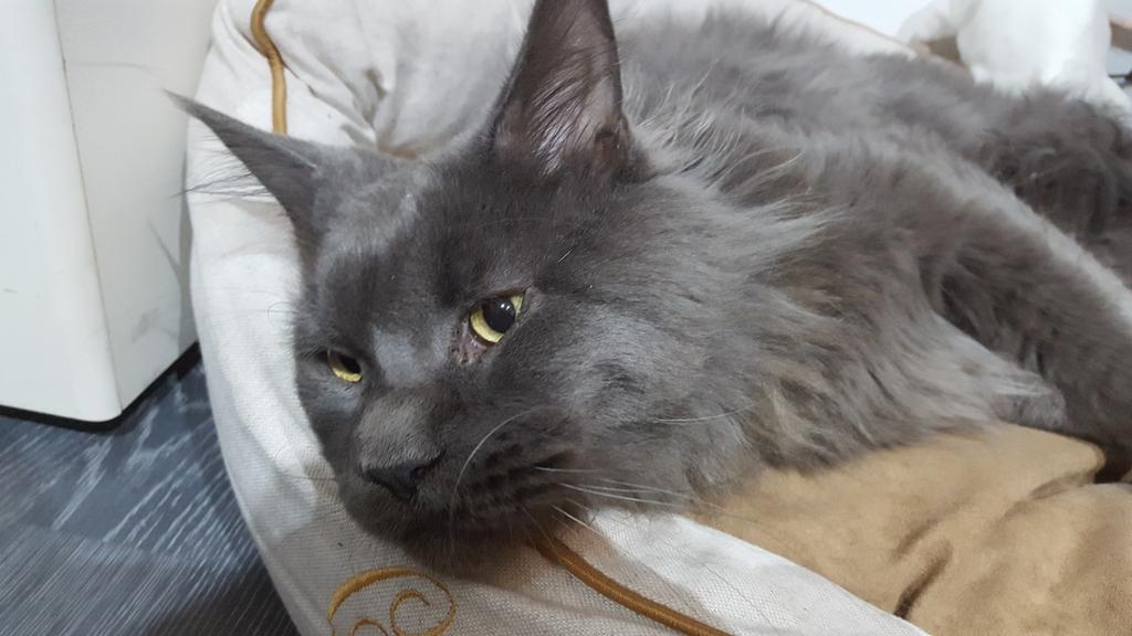 MAJCOON cat ILAYYYYY