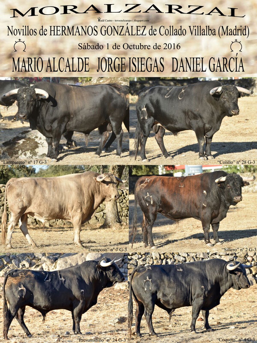 Espectacular novillada de Hnos González para Moralzarzal! Los novillos correrán de uno en uno a las 10 de la mañana! #SÍALTORO #SÍALAFIESTA