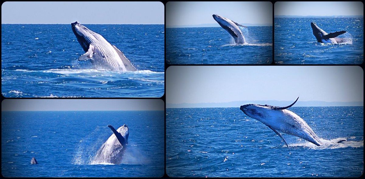 QuickCatII's tweet image. Photos from yesterdays cruise mums and bubs having fun @QuickCatII #whalesherveybay #visitfrasercoast #thisisqueensland #seeaustralia