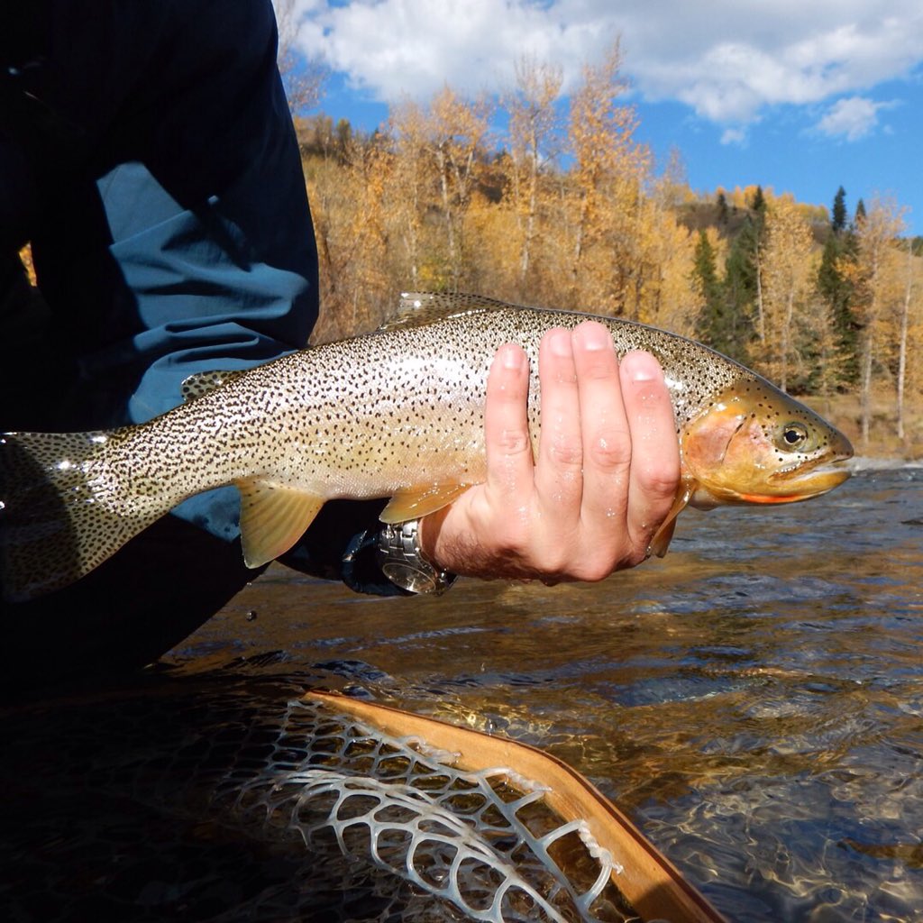 Cliff_Razzo's tweet photo. Just another Fall day in #trouttown #ferniestoke #gofishbc #flyfishing #dryfly https://t.co/ISmJkDfBBx
