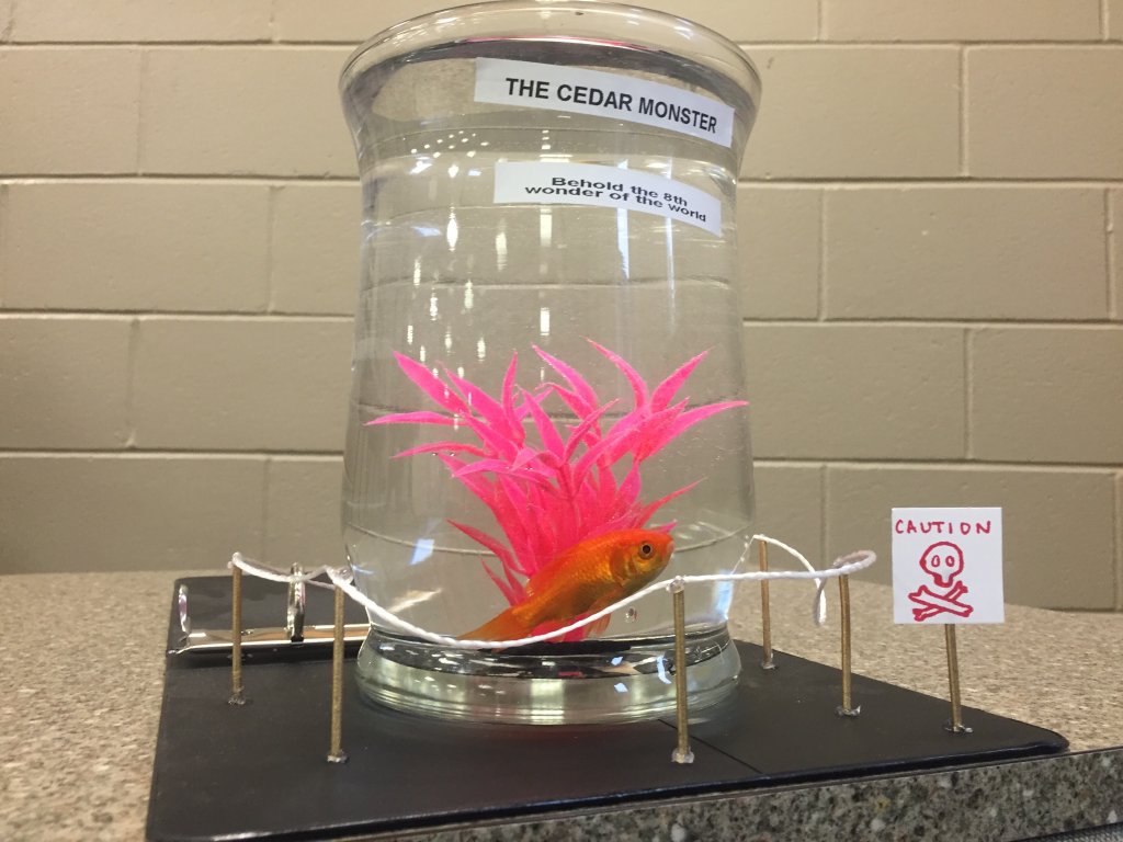 ChristianAE22's tweet photo. From deep in the depths of CedarLake, EPL has captured the legendary Cedar Monster! #OrgWars2016FishPic #EPL16 https://t.co/5WXuOFZU0p