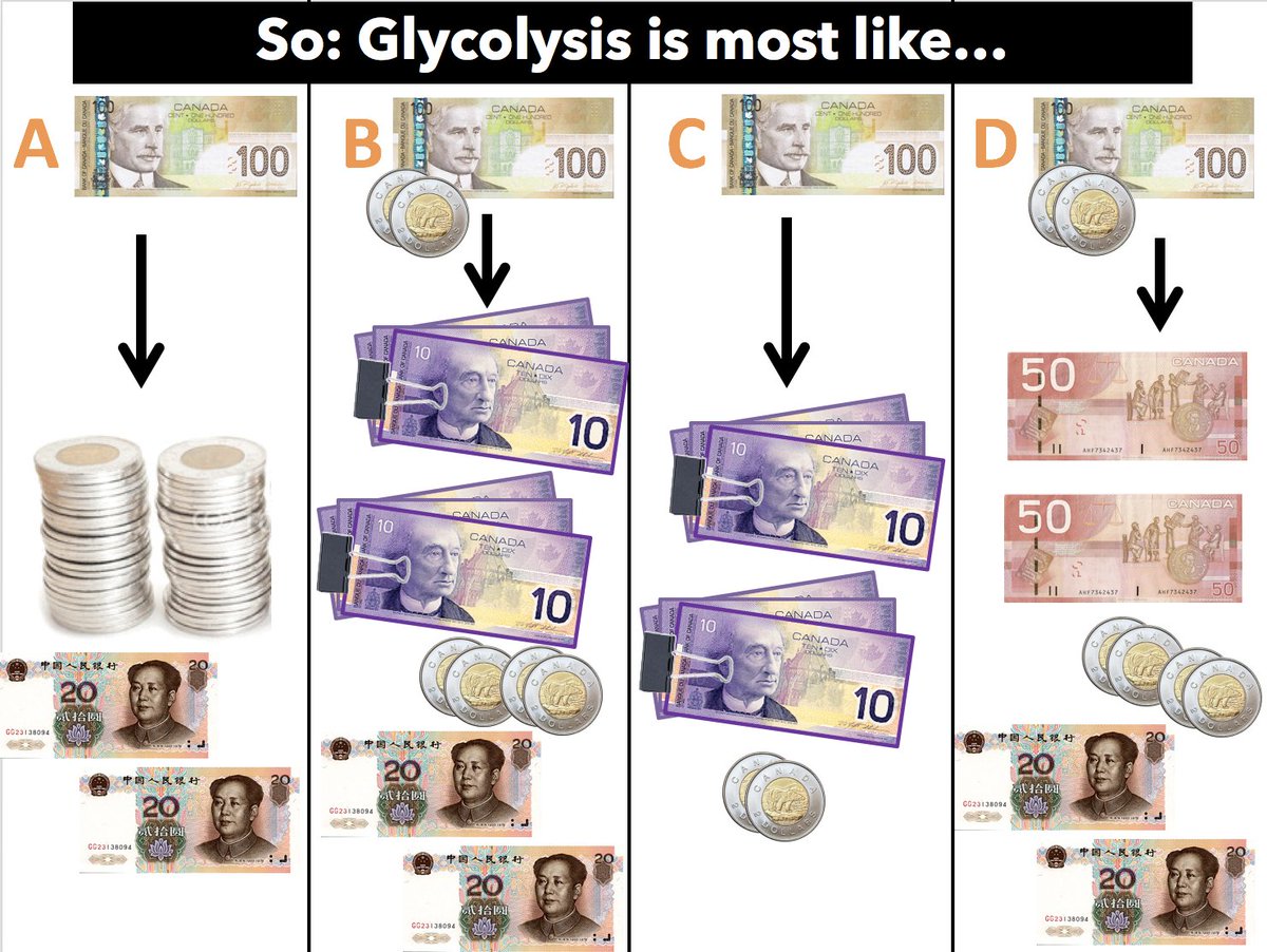 meganbarkerase's tweet photo. ATP & currency of the cell: Am loving teaching #metabolism this week @SFU in #BISC101! Got to use one of my fave #clicker questions too! https://t.co/7klH2ctQu8