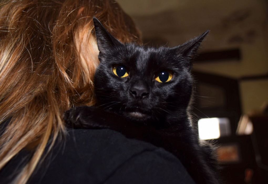 No quiere enamorarte pero te mira así y encima abraza. 
Selva Negra sos lo más ❤️
Para conocerla: gatitosdelasarmiento@gmail.com