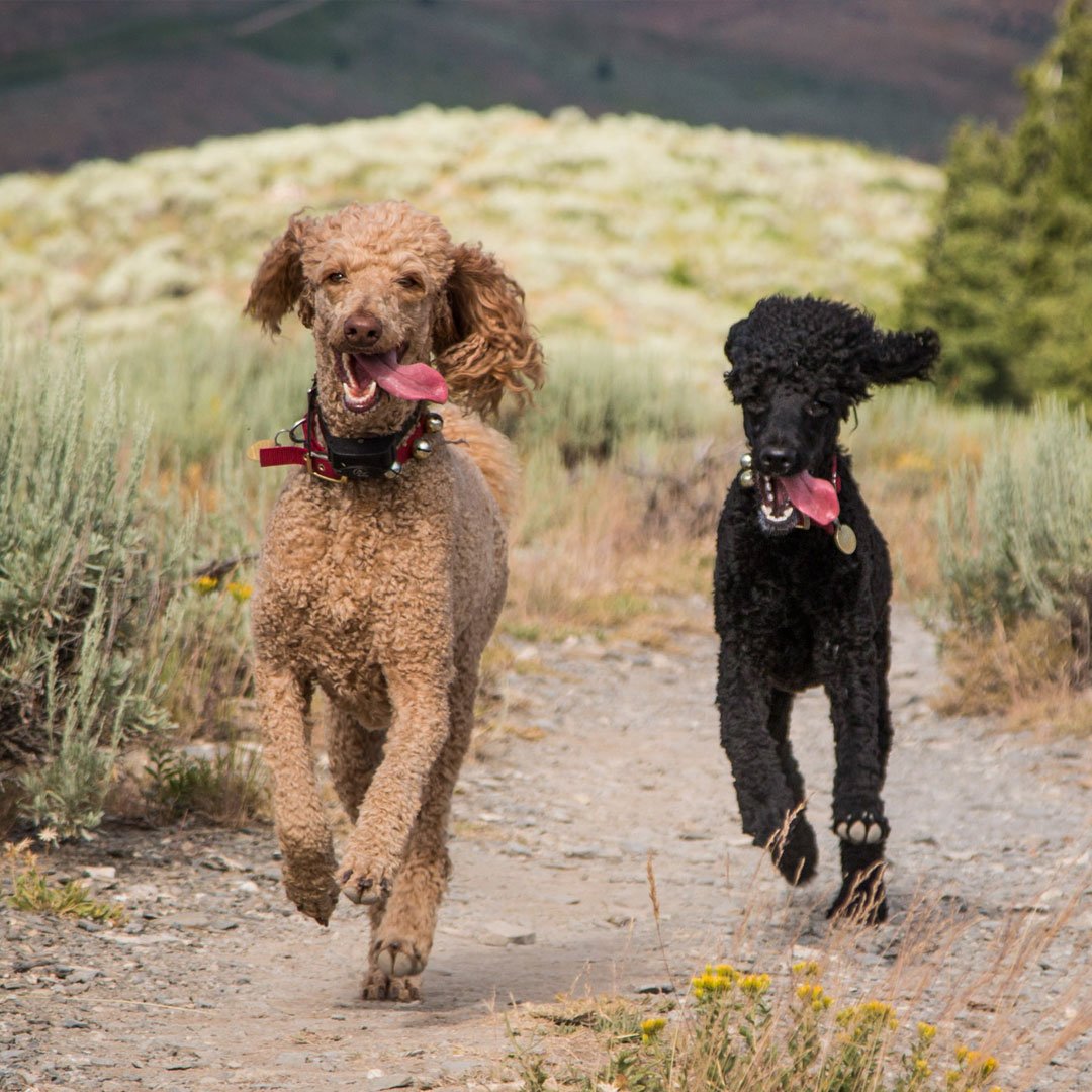 yaymargaux's tweet photo. My sisters Susie and Chloe love hiking trails!
.
#rootformargaux
#poodle
#dog
#dogslife
#dogoftheday
#instagramdogs
#dogsofinstagram
#hiking https://t.co/OTMZJB0B2D
