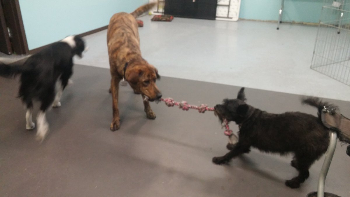kickinitwithk9s's tweet photo. You can play tug bo matter how big you are #doggydaycare#kickinitwithk9s#airdriedogs https://t.co/N1mzYbaCIw