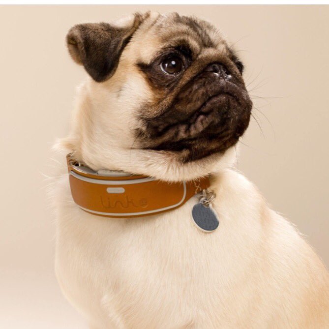 darafoster's tweet image. Luxury #techwearable for pets expected to reach $2.5 billion in 10 years pupstyle.com