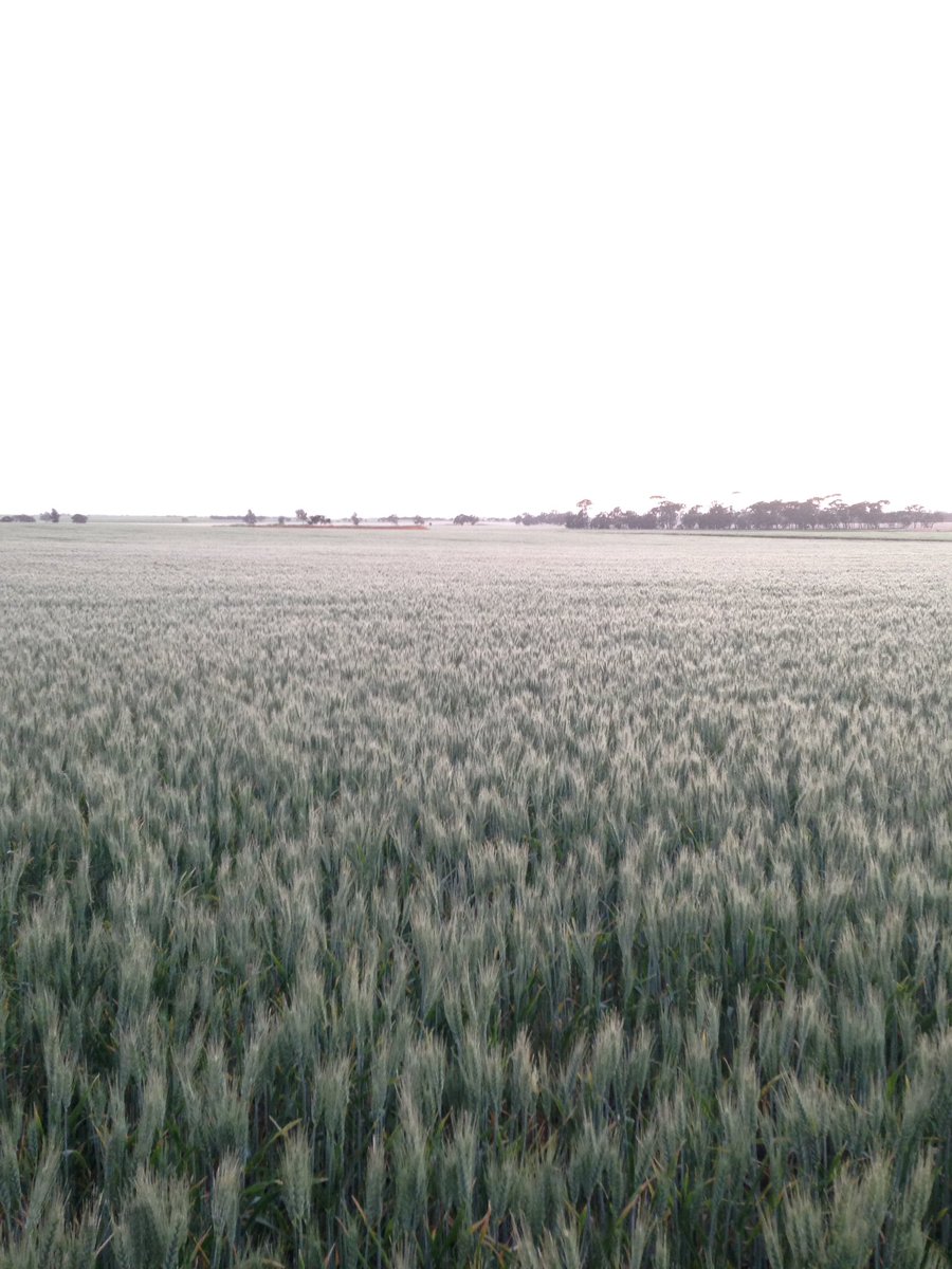 Anyone else ready to move to Broome?