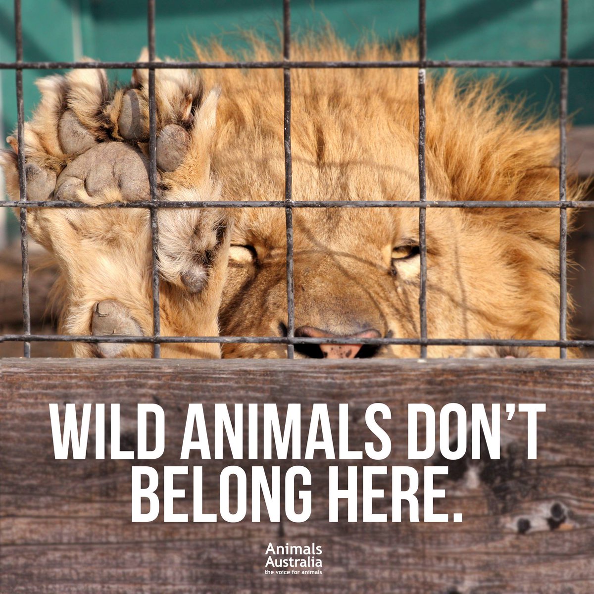 sandreti's tweet photo. #Freedom4AllAnimals
#NotOursToKeep
#CaptivityKills
#EmptyTheCages
#NoAnimalBelongInThere https://t.co/rxtRRKGvnq