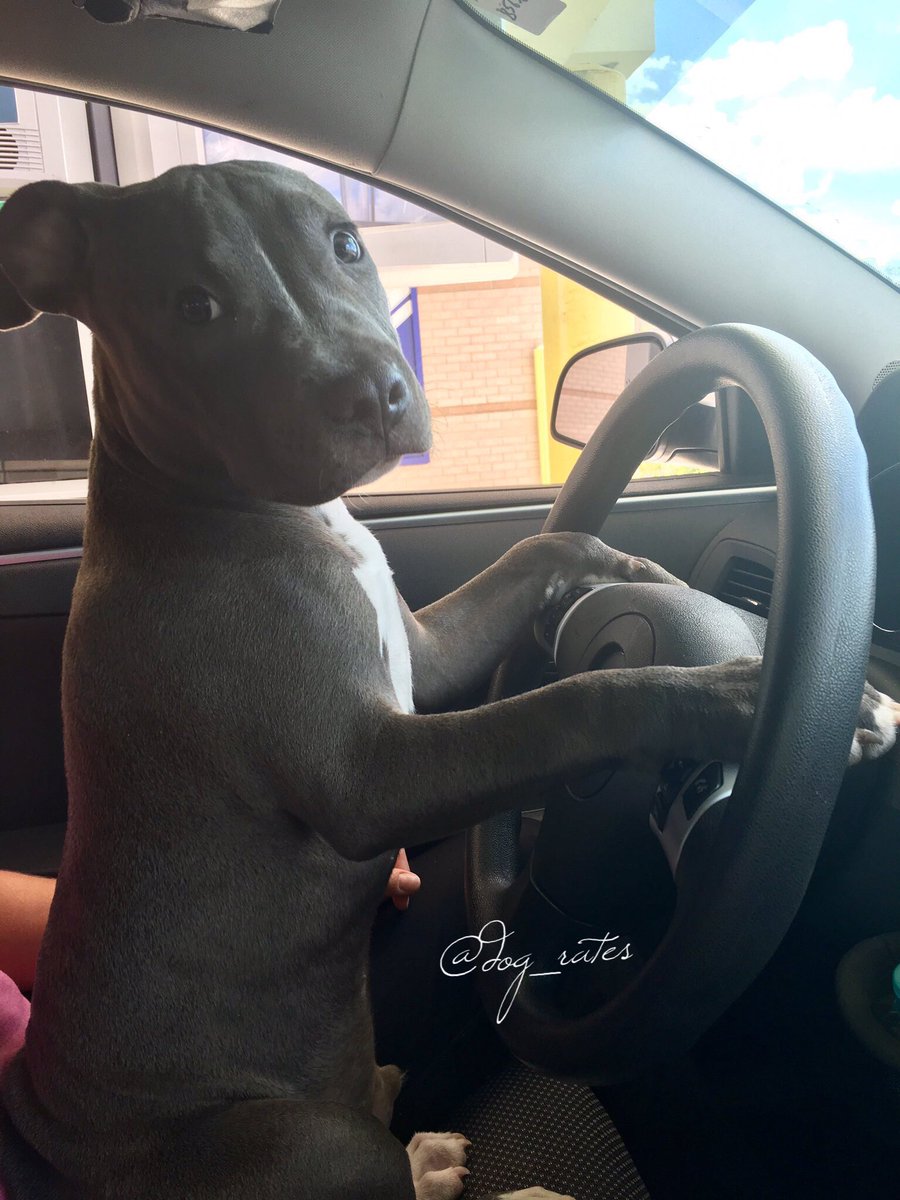 dog_rates's tweet photo. This is Oakley. He just got yelled at for going 46 in a 45. Churlish af. 11/10 would still pet so well https://t.co/xIYsa6LPA4