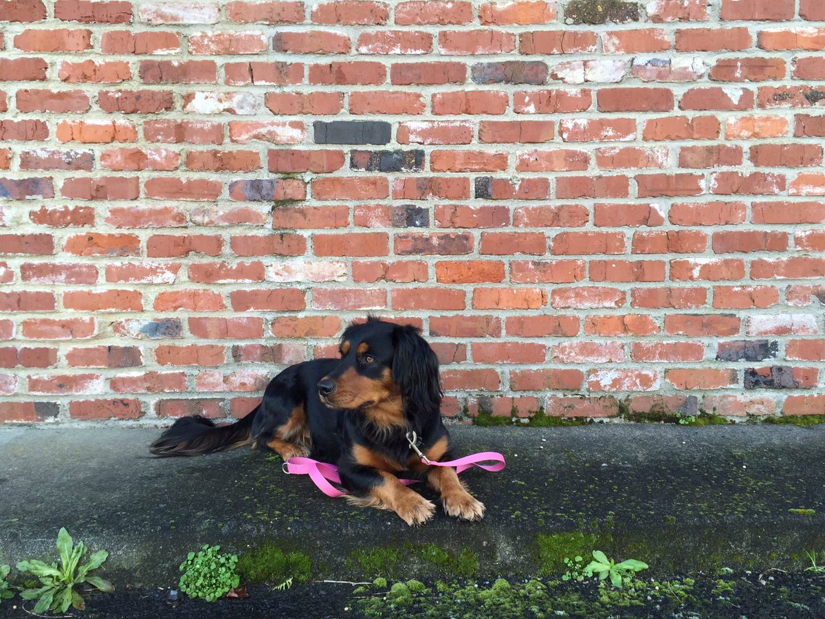 Annakfenton's tweet photo. introducing my sweet dog Scout to Twitter. 🐶 https://t.co/k40SzQTYUp