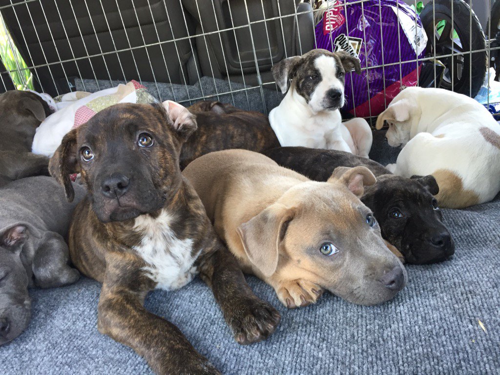 Fishcoat's tweet photo. Oops! We've done it again. Our newest foster babies...#puppylove #pitbulladvocate https://t.co/FPTP9BaXyB