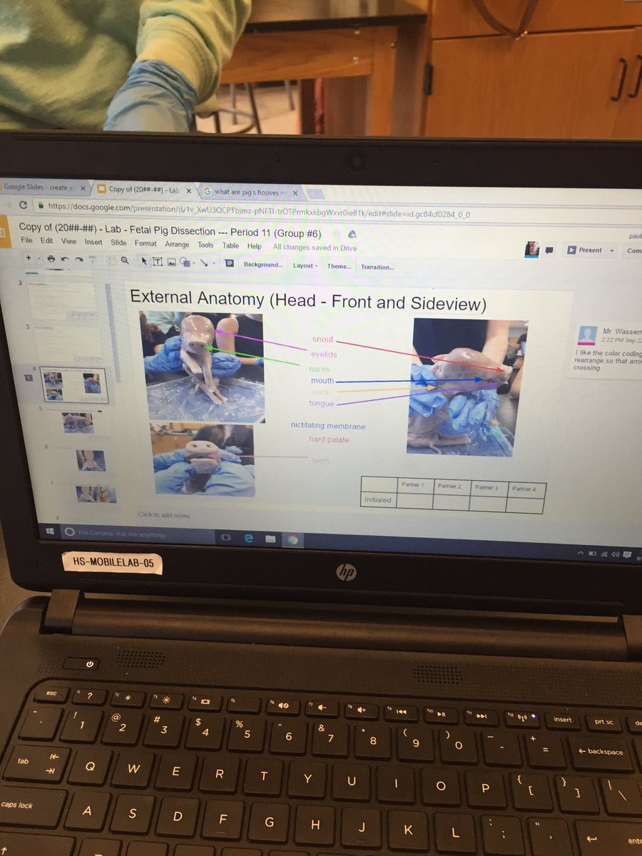 FazioSally's tweet image. Great stuff happening in #OBHS Mr. Wasserman&apos;s Anatomy classes @OBHSMrWasserman #googlelab #ProudVP 🐖