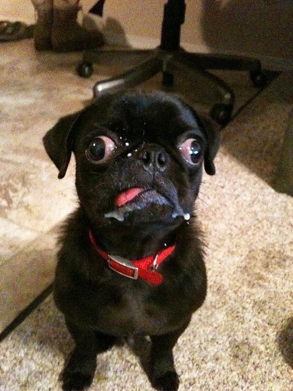 CuriosoTwit's tweet photo. Estoy llorando 😂😂 https://t.co/rTq8ht1JUz