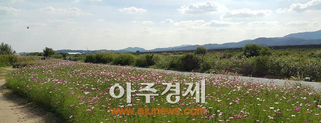 #성남시, 수정구 태평동 일원 탄천 습지생태원에 100만 송이의 코스모스 길이 펼쳐져 장관이다. 지난 8월 초 이곳 친환경 산책길을 따라 7000㎡ 규모에 뿌린 코스모스 씨앗(80㎏)이 최근 꽃망울을 터뜨려 가을 바람결에 일렁인다.