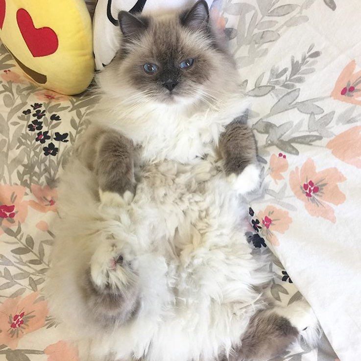 catladybox's tweet photo. George of @tinaf78: "Wanted: Belly rubs 😻". - Your wish is our command!
#catladysquad #bellyfluff #sofluffay https://t.co/iBdtAMxMar