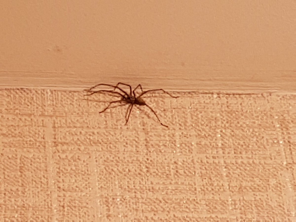 Run_Dolly_Run's tweet photo. OK, own up, who released this bastard into my house?!? #MonsterSpider https://t.co/usnoaolKzo