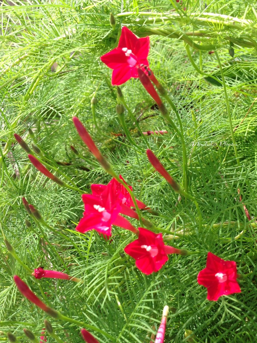 さくら餅子 縷紅草 ルコウソウ ヒルガオ科 熱帯アメリカ原産 真夏 初秋に 細く長い蔓を絡ませながら 赤 ピンク 白の 星型の花を咲かせる 細葉と丸葉がある 花言葉は 繊細な愛 常に愛らしい 元気 雨が続きますが 今日も良い一日を 花言葉 私の