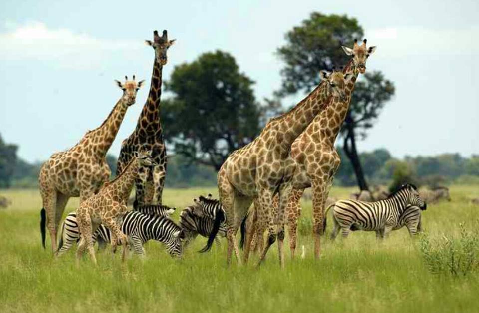RTGultimate's tweet image. Serengeti National Park