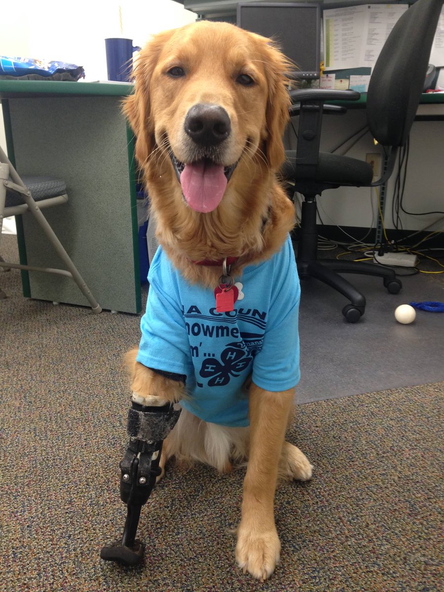 Check out this awesome testimonial from one of our clients!
facebook.com/orthopetsvopcl… …
#orthopets #dogbrace #animalprosthetics #dogprosthetic