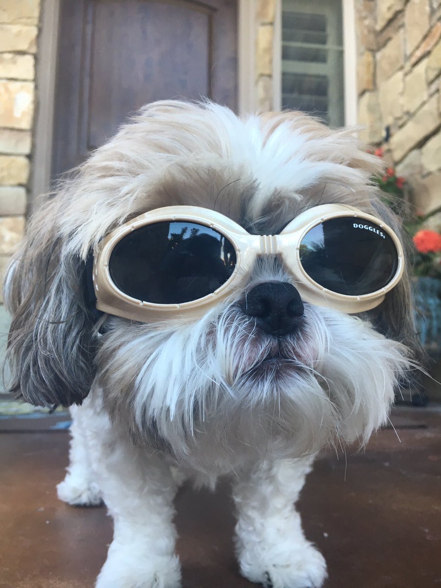 MadisonBerglund's tweet photo. Jax has really bad eye sight, so the doctors prescribed him doggles. You're welcome. https://t.co/BWcK8qVJWp