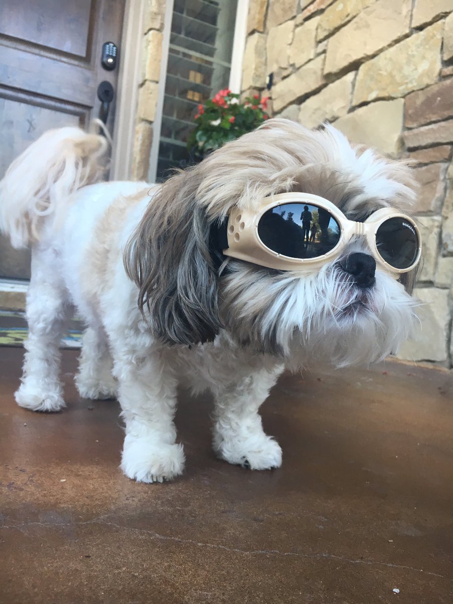 MadisonBerglund's tweet photo. Jax has really bad eye sight, so the doctors prescribed him doggles. You're welcome. https://t.co/BWcK8qVJWp
