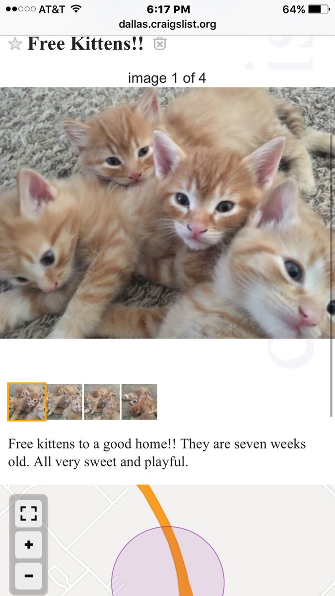 kitten craigslist near me