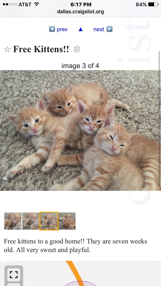 Cats Free Kittens Near Me Craigslist - Free To A Good Home ...