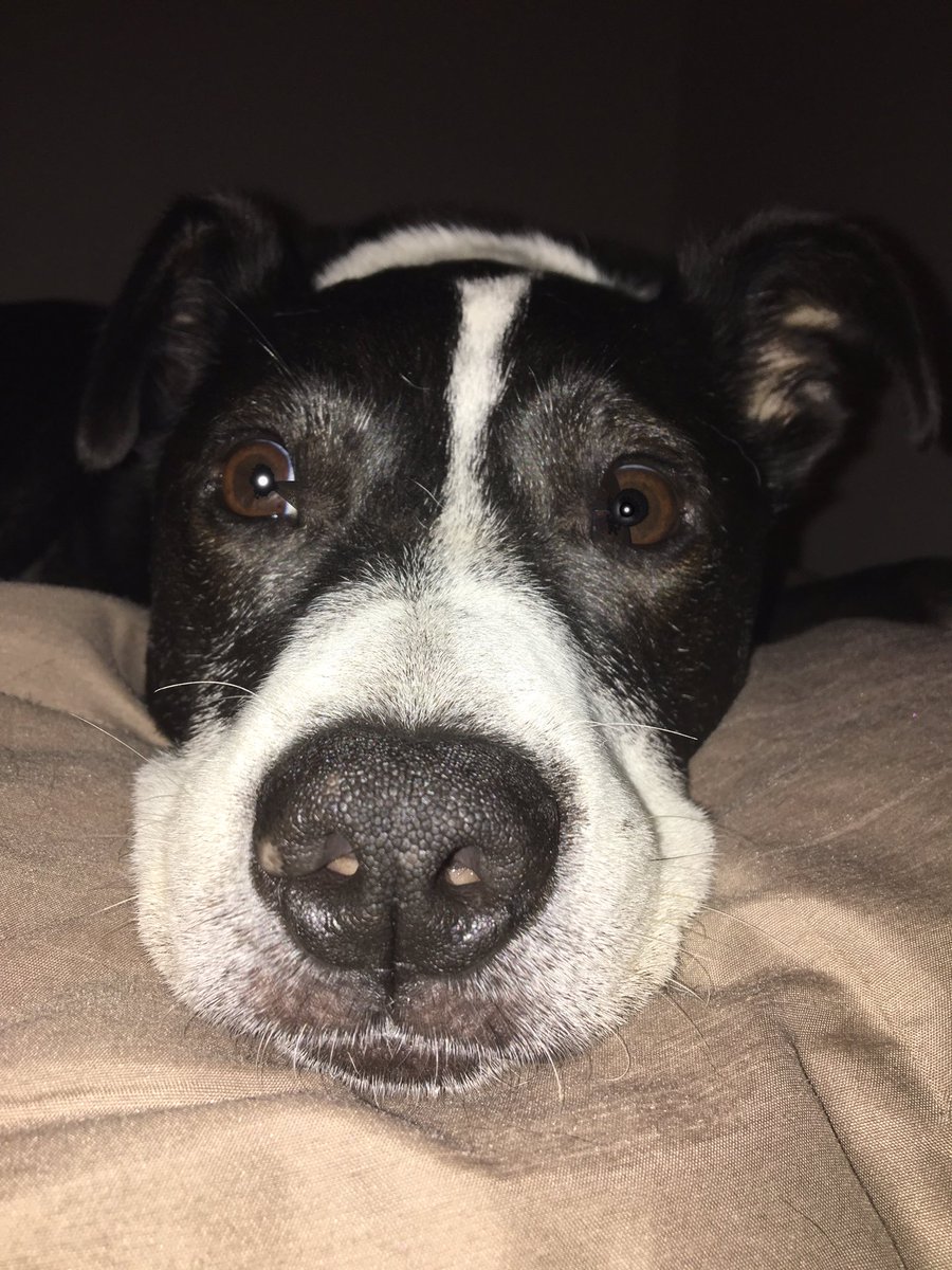 realfro43's tweet photo. Sick day at home with my puppy. https://t.co/RiYuwWalDc