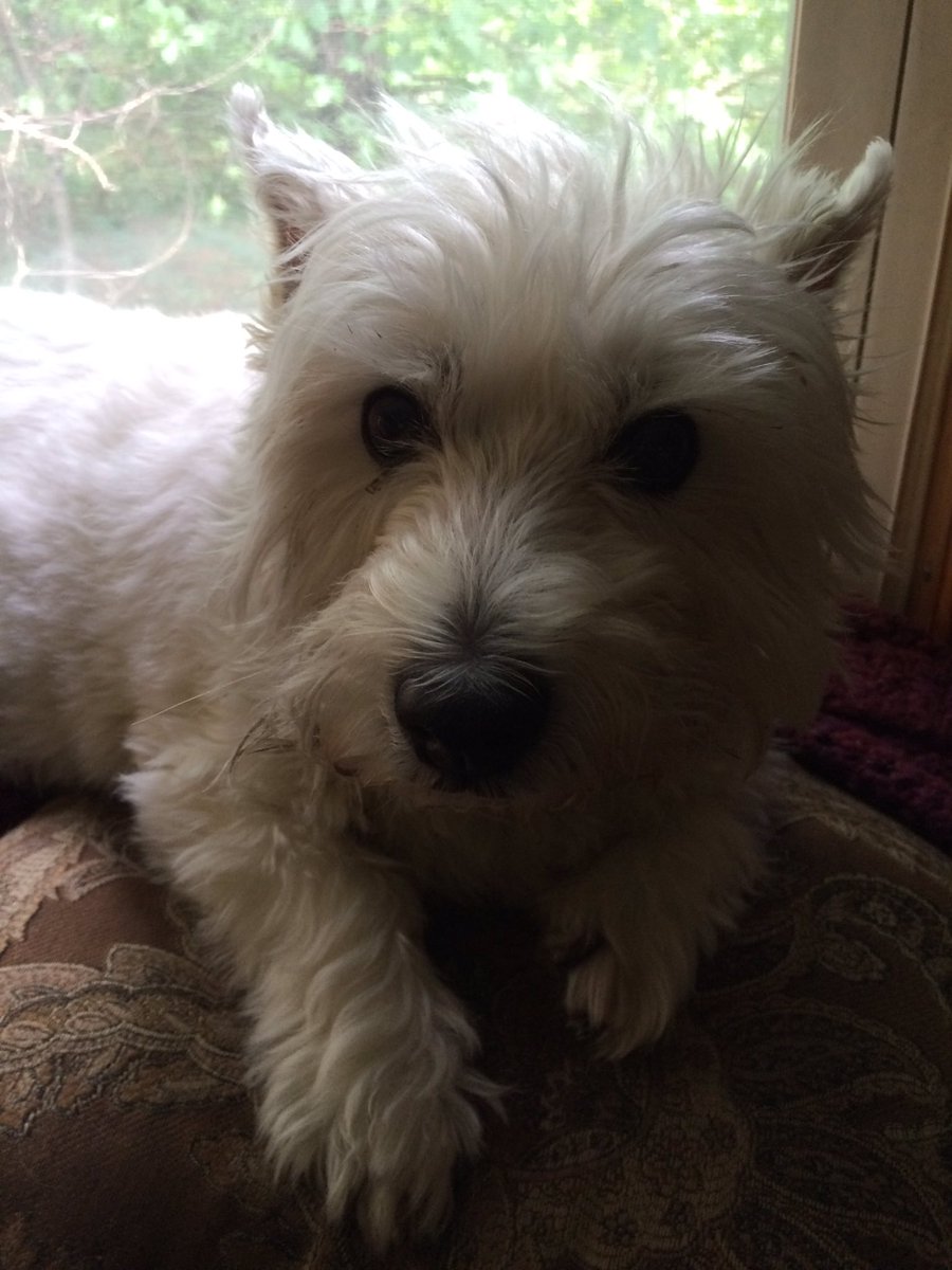 JeanneRichard11's tweet photo. 11-year old #Monty 's #BigDay tomorrow - #DislocatedHip or #TornLigament? Only the #Xray series can tell for sure! #Praying for best outcome https://t.co/YWofRb0Vuv