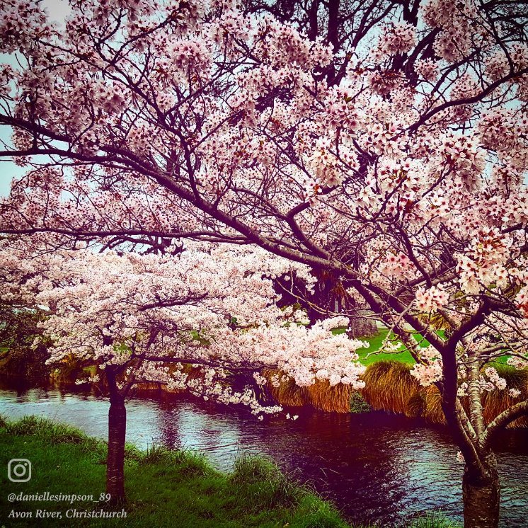 RydgesLatimer's tweet photo. Spring has officially sprung in Christchurch! It's our favourite time of the year. https://t.co/Cy0NAY5G1M