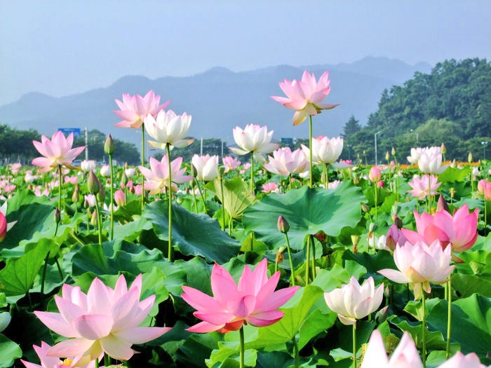 사계.
봄은 아름다운 꽃들을 봄으로
여름은 짙은 녹음으로
가을은 열매와 단풍으로
겨울은 순백색 깨끗함으로
우리 나라 대한민국
무궁화 태극기가 있어
더욱 아름답다!
연꽃 같이 세상을 변화 시킬
우리나라 대한민국