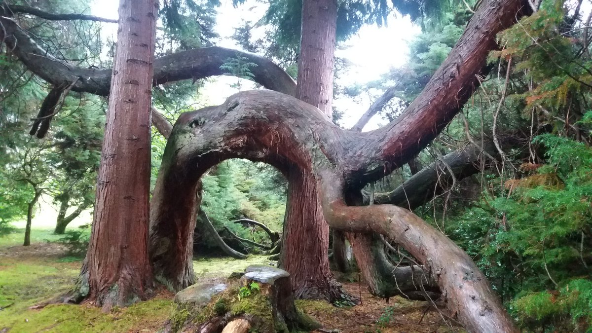 mantomen's tweet photo. Dinosaurs in Scotland #inveraray #inveraraycastle #Scotland #dinosaurs #woodland https://t.co/tDF4gGFMcB