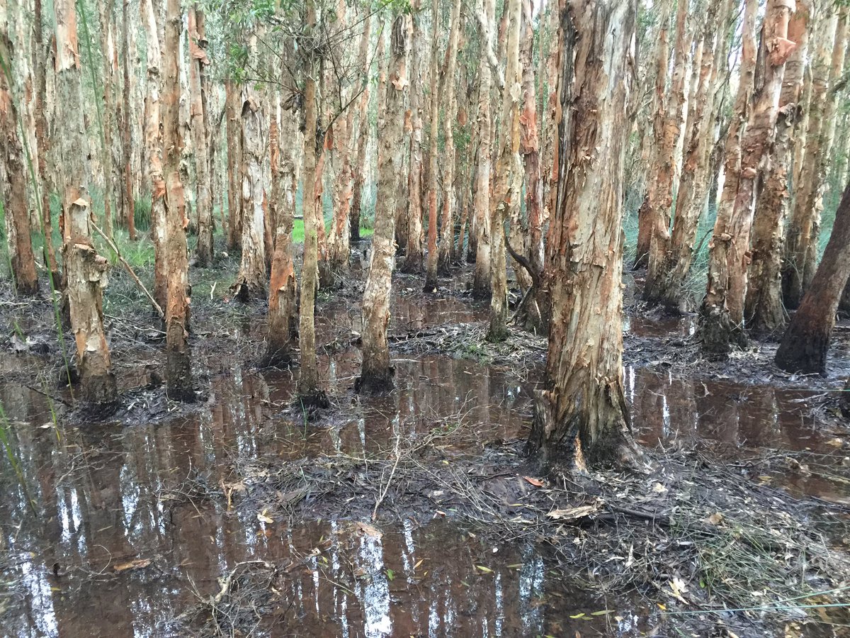 Thanks to <a href="/AMPFoundation/">AMP Foundation</a> #tomorrowmaker award we sponsored <a href="/MadelineBrenker/">Madeline_brenker</a> as a climate change research intern <a href="/BlueCarbonLab/">Blue Carbon Lab</a> #wetlands