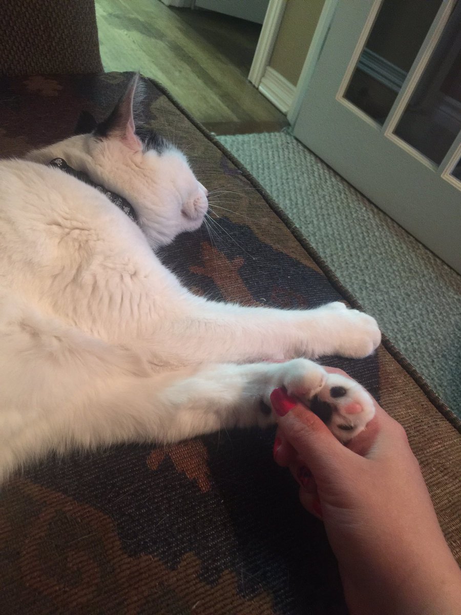 SophieEmily2016's tweet photo. I love snuggles with momma, hold my hand #catthumbs #emilythecat #CatsOfTwitter #catarule https://t.co/xPhcGzSlbj