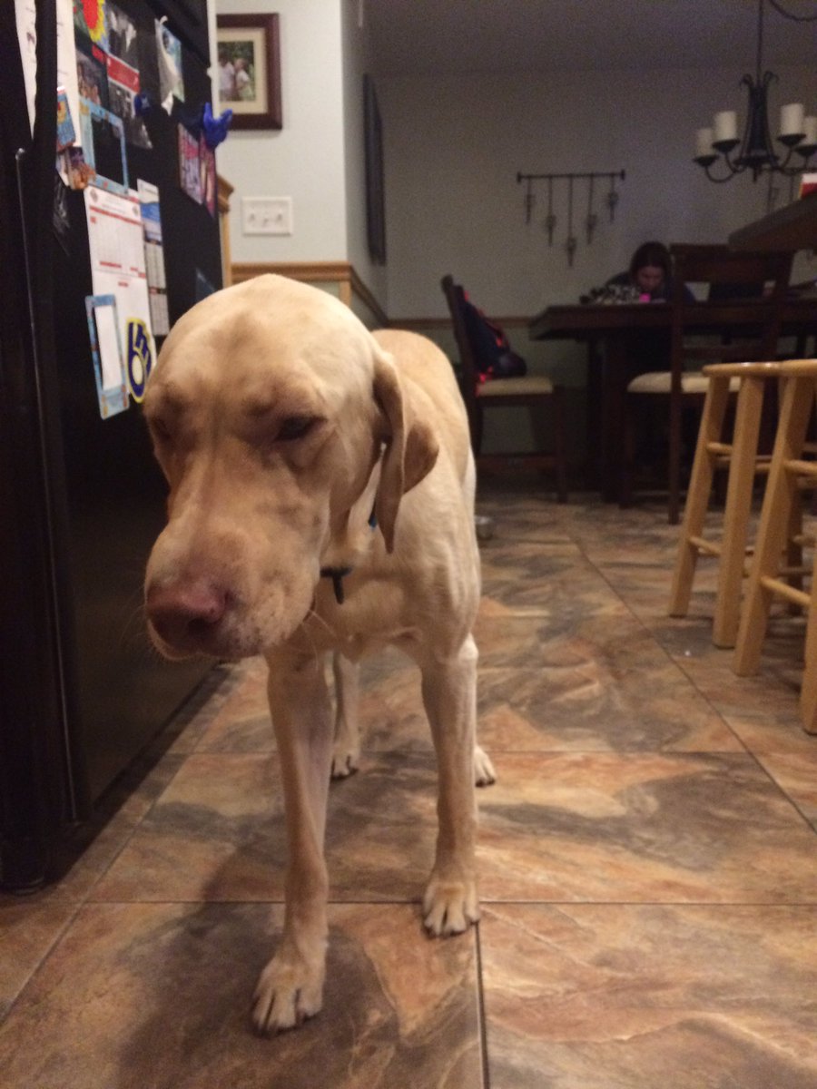 kat_wahlen's tweet photo. My dogs face is all swollen and I feel kinda bad because I keep laughing at her and how funny she looks. https://t.co/tybuGM2U29