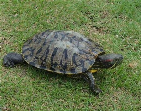 賛否両論 増えすぎたミドリガメをカレーに Twitter