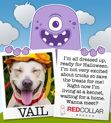 RED Collar Rescue Wednesday. Vail is a volunteer favorite because she is fun, fun, fun. Please consider foster/adoption. info@redcollar.org