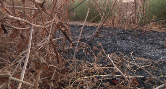At 8pm: At least 20 fires intentionally set along Iron Horse Trail. Homes threatened. Arsonist on the loose.