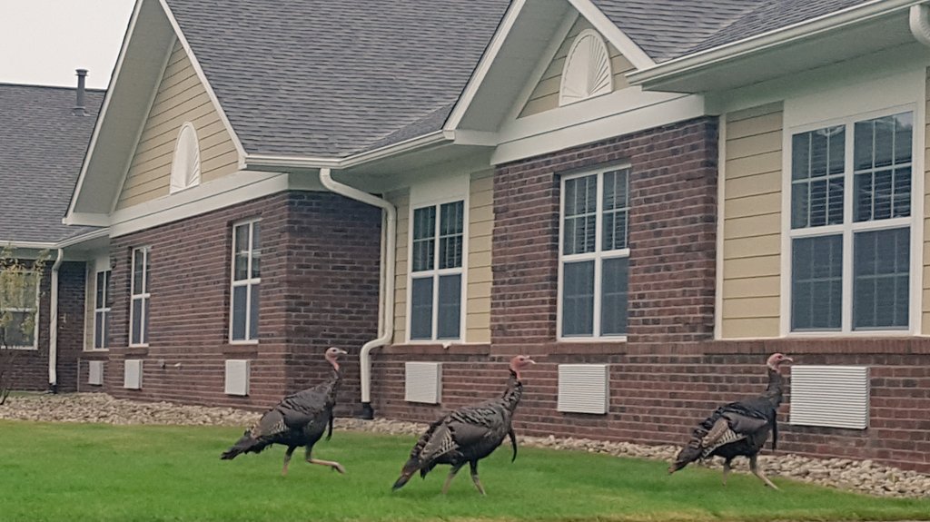 NoviLakesHC's tweet photo. Our scenery this evening! #TurkeyFriends #FallDecor @TrilogyLiving https://t.co/01kP8ExAZY
