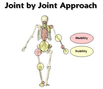 Rocktape's tweet image. All #joints aren't created equally... That's why we tape some to #mobilize &amp;amp; others to #stabilize
🤓  📚 #chiro #PhysicalTherapy #kinesiology