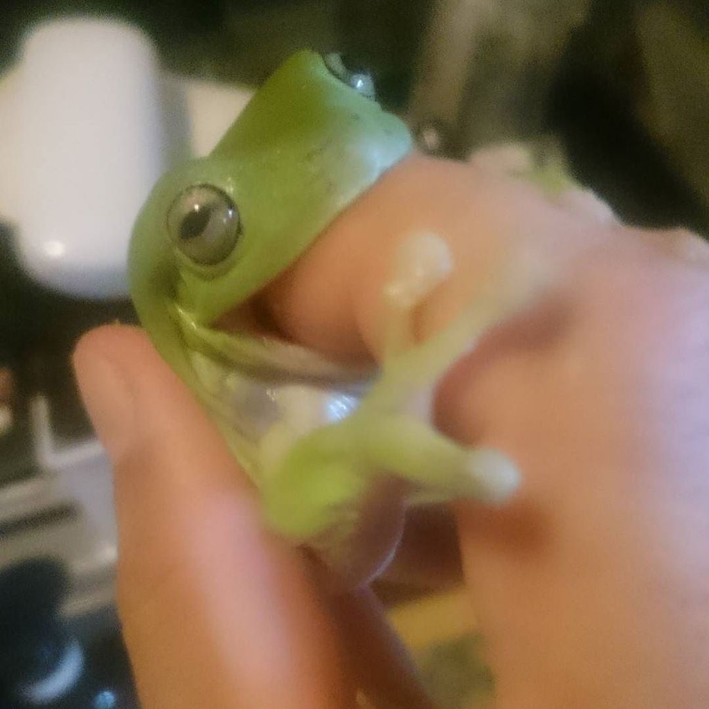 khen0817's tweet photo. 餌じゃねぇし（笑）
#カエル #イエアメガエル #frog #amphibian #treefrog #人食いカエル #食べられません #noteat https://t.co/ge3a6NPQ1a https://t.co/PVMRUwoBxT