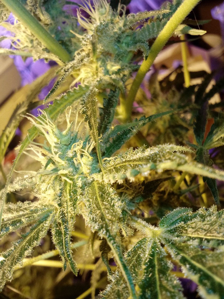 bryant_420's tweet photo. #cch2o #cookies #nanalux #GH #terpinator #dirtMd #mycrofusion https://t.co/o7znrJvwa2