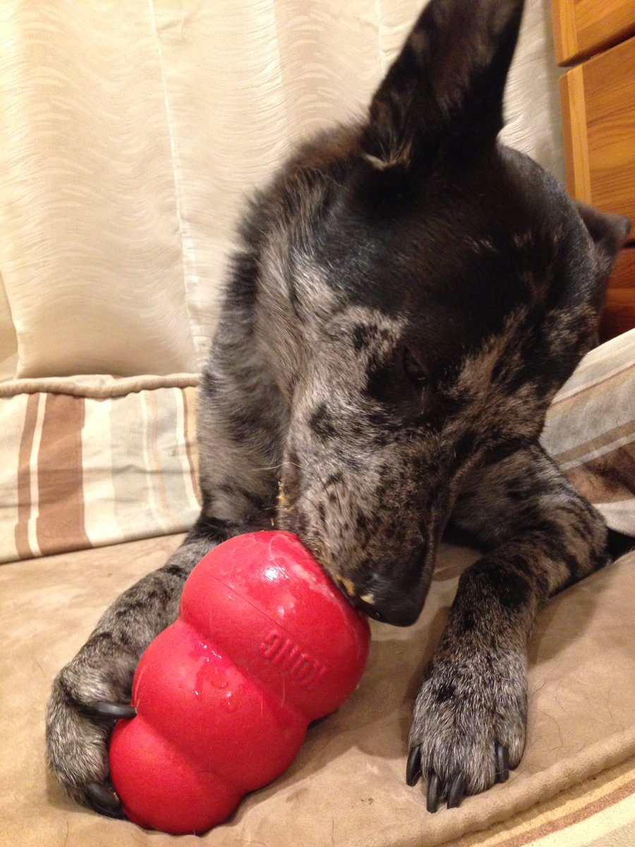 A sick day is leaving Karma frustrated with nothing to do. Thank goodness for <a href="/KongToys/">Kong Toys</a> and <a href="/Jif/">Jif® Peanut Butter</a>