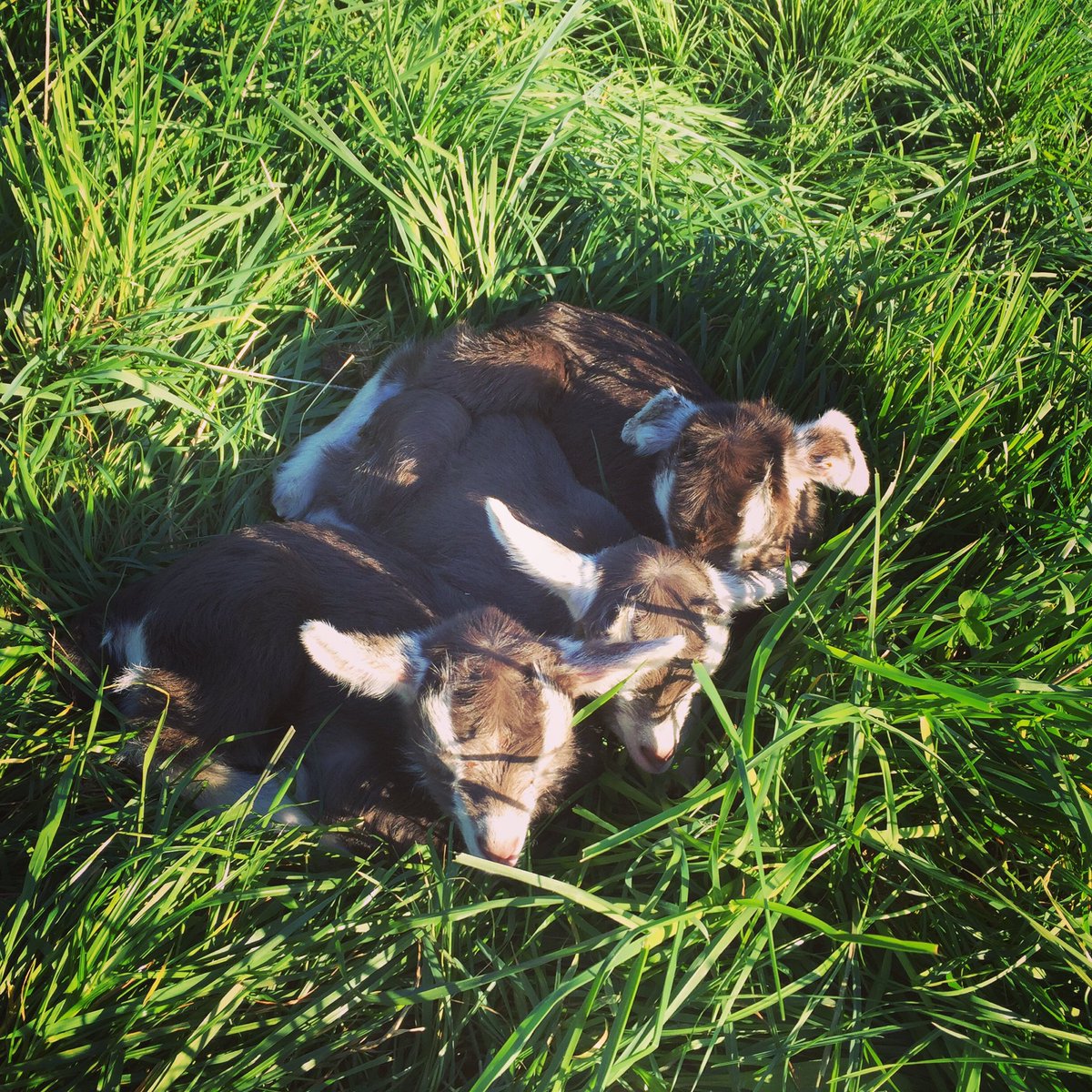 Leap Farm tweet media