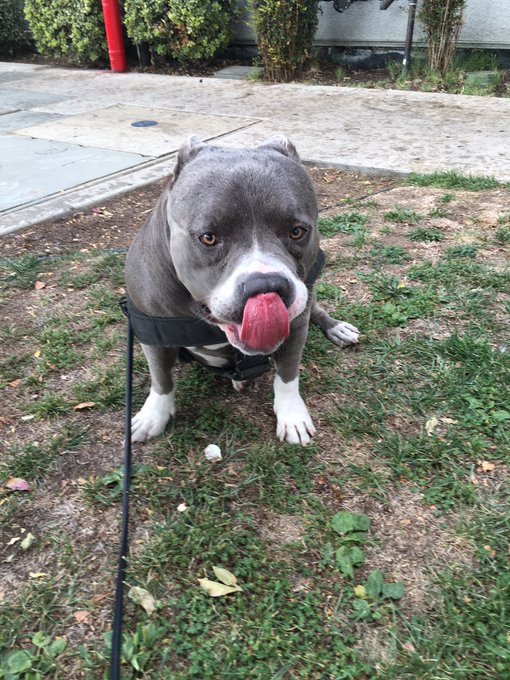 #bigpimpin' https://t.co/I2zakHpQxS<a href="/tag/bigpimpin"class="tags">#bigpimpin</a>